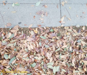 ArooniArt Composition Photography 208