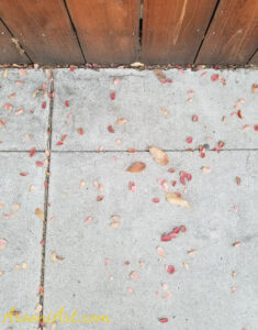 ArooniArt Composition Photography 209