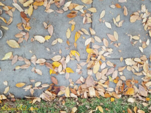 ArooniArt Composition Photography 211