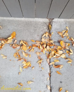 ArooniArt Composition Photography 216