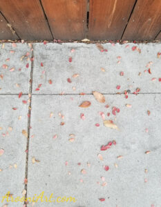 ArooniArt Composition Photography 217