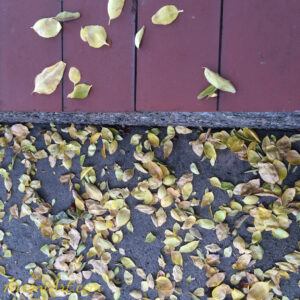 ArooniArt Composition Photography 222