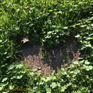 ArooniArt Composition Photography 229