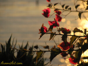 ArooniArt Composition Photography 231