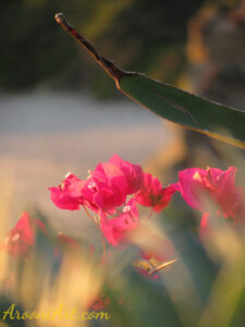 ArooniArt Composition Photography 232