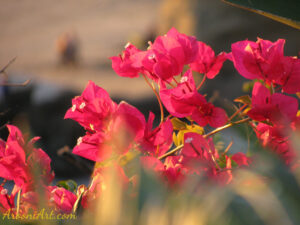 ArooniArt Composition Photography 233