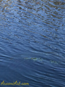 ArooniArt Composition Photography 234