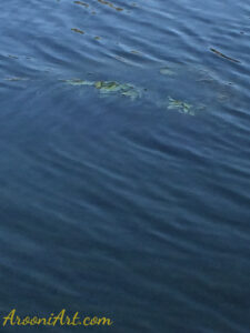 ArooniArt Composition Photography 235