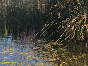 ArooniArt Composition Photography 237