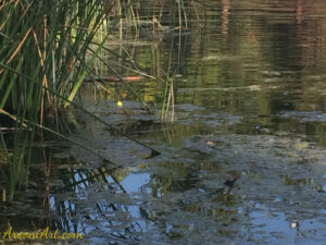 ArooniArt Composition Photography 239