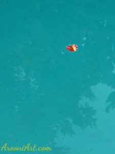 ArooniArt Composition Photography 25