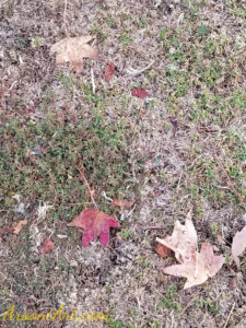 ArooniArt Composition Photography 26