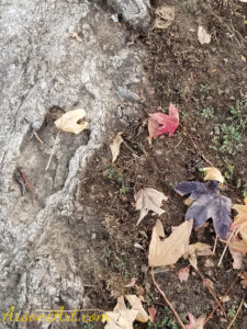 ArooniArt Composition Photography 27