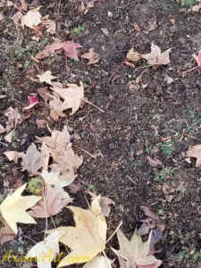 ArooniArt Composition Photography 28