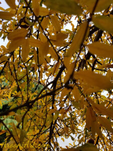 ArooniArt Composition Photography 29