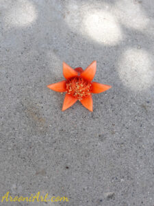 ArooniArt Composition Photography 3