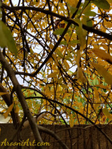 ArooniArt Composition Photography 30