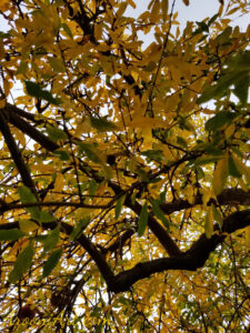 ArooniArt Composition Photography 31