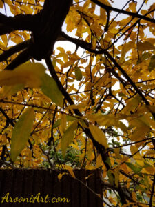 ArooniArt Composition Photography 32