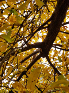 ArooniArt Composition Photography 33