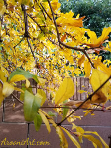 ArooniArt Composition Photography 34