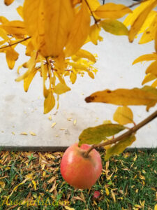 ArooniArt Composition Photography 37