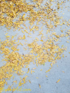 ArooniArt Composition Photography 39