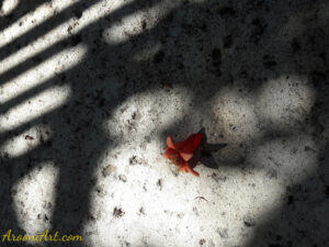 ArooniArt Composition Photography 4