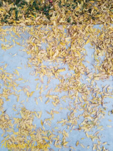 ArooniArt Composition Photography 40