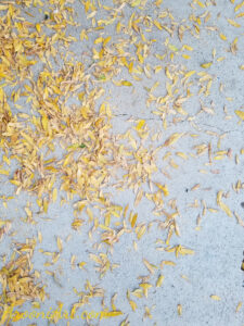 ArooniArt Composition Photography 41