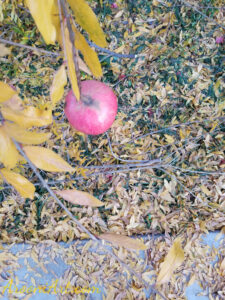 ArooniArt Composition Photography 42