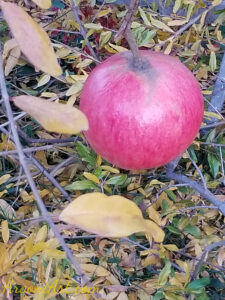 ArooniArt Composition Photography 43