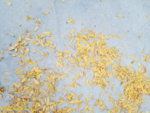 ArooniArt Composition Photography 47