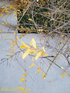 ArooniArt Composition Photography 48