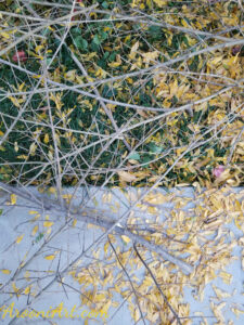 ArooniArt Composition Photography 49