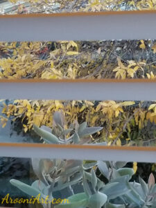 ArooniArt Composition Photography 51