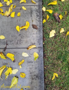 ArooniArt Composition Photography 65