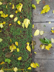 ArooniArt Composition Photography 67