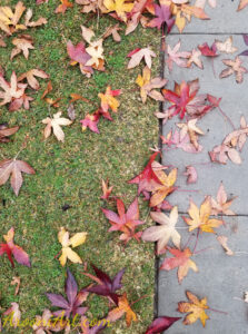 ArooniArt Composition Photography 70