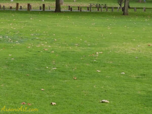 ArooniArt Composition Photography 77