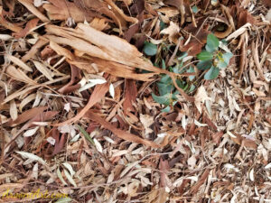 ArooniArt Composition Photography 79