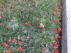 ArooniArt Composition Photography 8