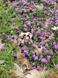 ArooniArt Composition Photography 85