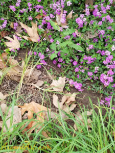 ArooniArt Composition Photography 86