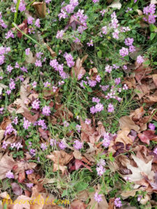 ArooniArt Composition Photography 87