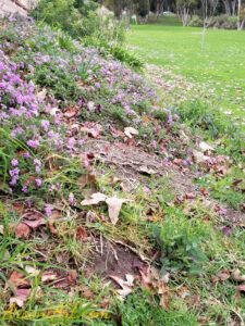 ArooniArt Composition Photography 88