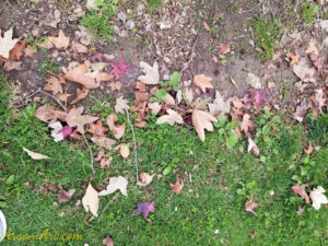 ArooniArt Composition Photography 89