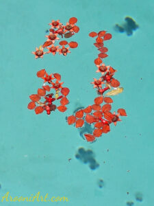 ArooniArt Composition Photography 9