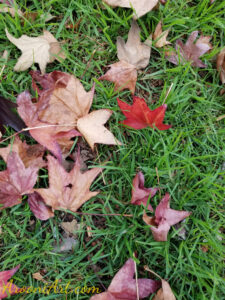 ArooniArt Composition Photography 90