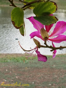 ArooniArt Composition Photography 92